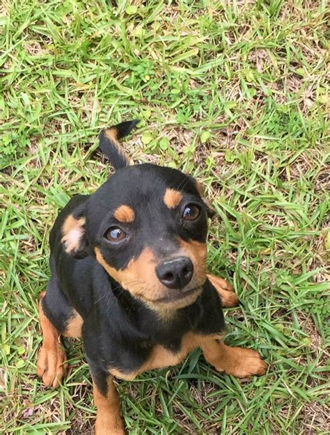 Adopt Mila On Petfinder Miniature Pinscher Dog Lucky Puppy Rescue Dogs