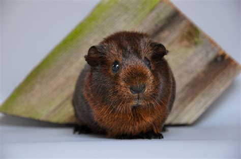 From Cavy On In Wallpaper Wizard — Hd Desktop Background With Brown