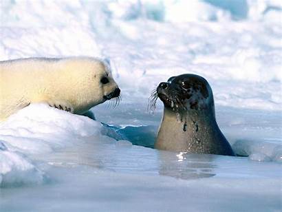Seal Wallpapers Harp Seals Desktop Animal Arctic