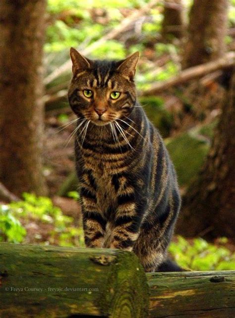 Forest Cat By ~freyajc Pretty Cats Beautiful Cats Forest Cat