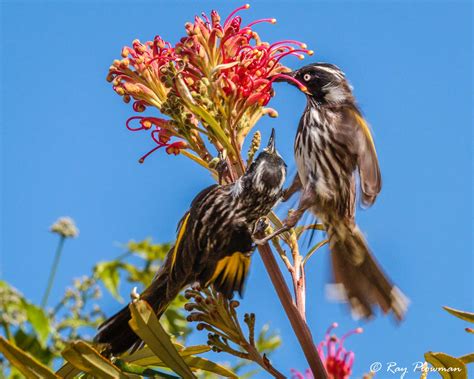 Honeyeater Photo Galleries Ray Plowman