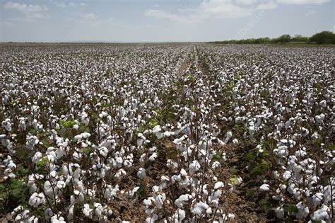Cotton Plants Stock Image C0209797 Science Photo Library
