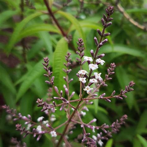 In order to navigate out of this. The Lemon Verbena AKA Lemon Beebrush is blooming (Aloysia ...