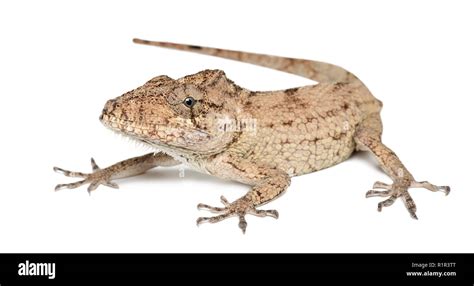 Oriente Bearded Anole Hi Res Stock Photography And Images Alamy
