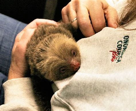 Zoo Welcomes Baby Sloth Names Infant Monkey