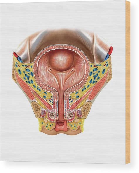 Urinary Bladder And Urethra Wood Print By Asklepios Medical Atlas Pixels