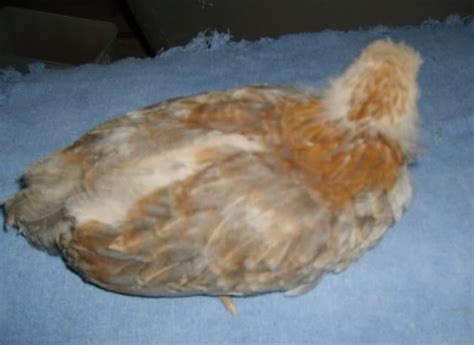 1 month old wheaten ameraucanas what color and what sex are they backyard chickens learn