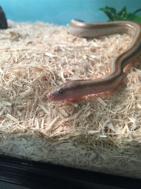 This Is My Snake Rosy Boa Pet Snake Snakes Cute Animals Pets