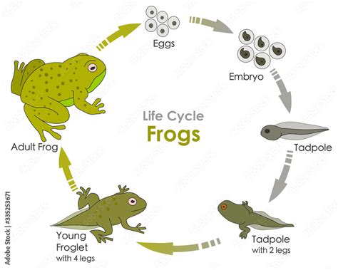 Life Cycle Of A Frog Amphibian Reproduction Lifecycle Frogs Grow