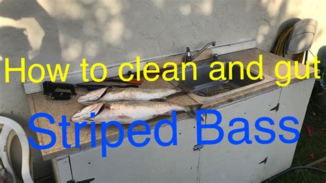 how to clean and gut a striped bass youtube