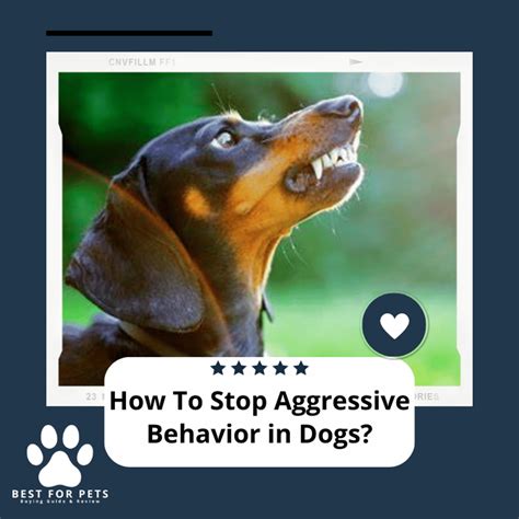 How To Stop Aggressive Behavior In Dogs