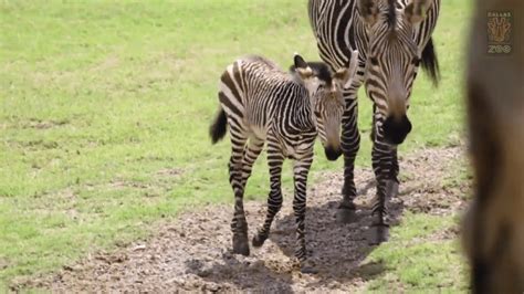 Dallas Zoo Debuts Baby Zebra Nbc 5 Dallas Fort Worth
