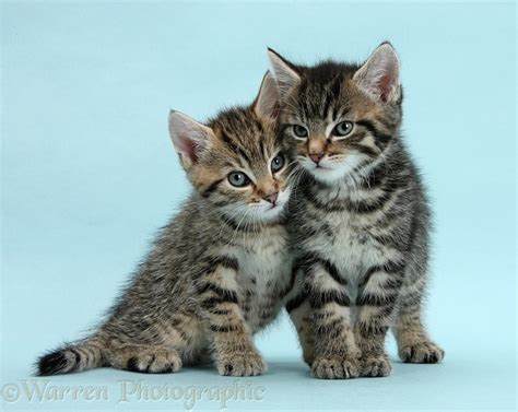Two Cute Tabby Kittens On Blue Background Photo Wp36212