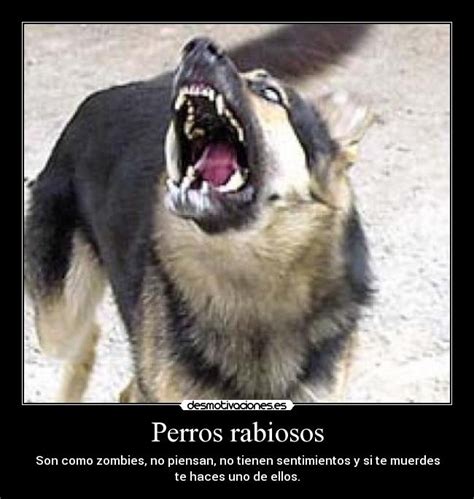 Top 197 Imagenes De Perros Rabiosos Destinomexicomx