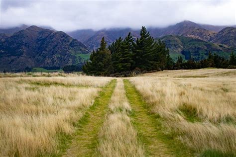 Two Track Road Running Through Stunning New Zealand Grass Stock Image
