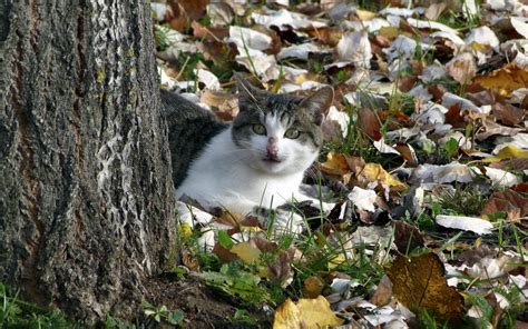 Wallpaper Nature Grass Wildlife Wild Cat Autumn Leaf Flower