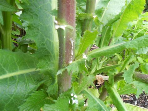 1 Oz Freshly Harvested Lactuca Virosa Wild Lettuce