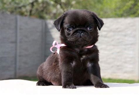 Determine More Information On Cute Black Puggies Check Out Our