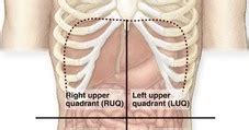 The four quadrants of abdominal organs u2013 humananatomybody com. Anatomy and Physiology I Coursework: Four Abdominopelvic Quadrants