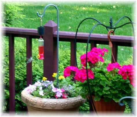 Container Gardening Ny Look Close To Find The Hummingbird Cool