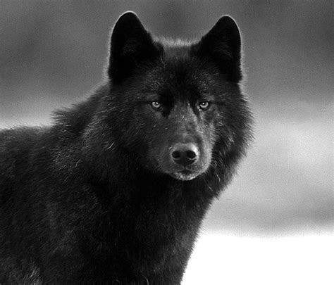 Black Wolf Face Wallpapers Wolf Wallpaperspro Wolf Face Black