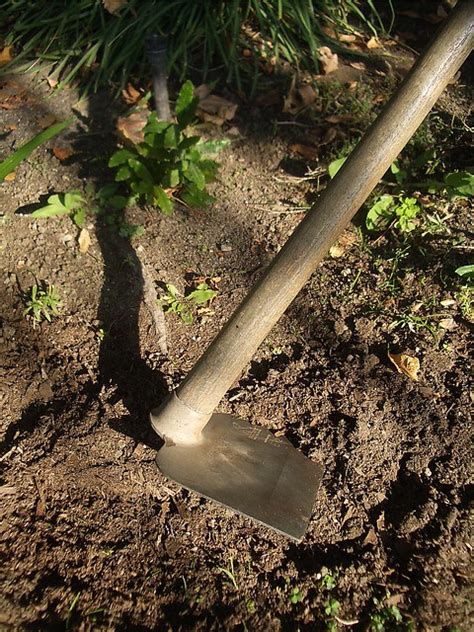 The hoe is a kind of forked digging tool with two long 'fingers'. Sharecroppers' Hoe | The Marmot | Flickr