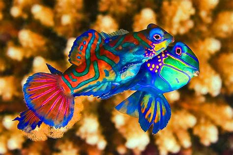 Mandarin Fish Photos Wallpapers ανανεωμένο The Fun Bank