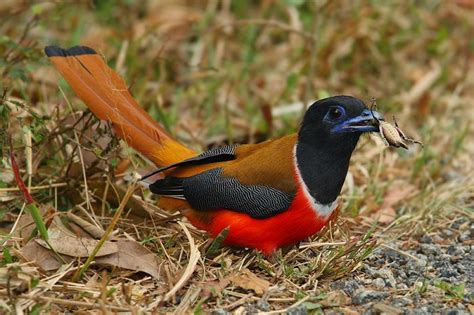 Indias 5 Most Beautiful Birds
