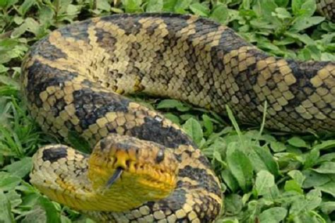 Ten Of The Worlds Rarest Species Of Snakes And Where To Find Them