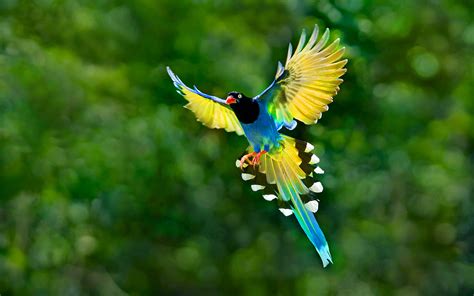 Flying Bird Images Hd