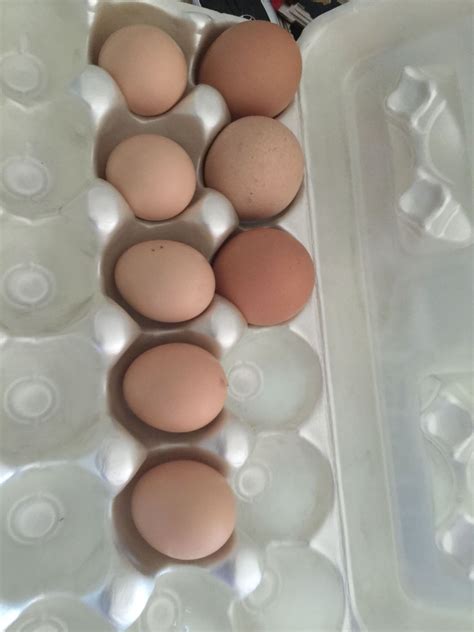 Speckled Sussex Eggs Backyard Chickens Learn How To Raise Chickens