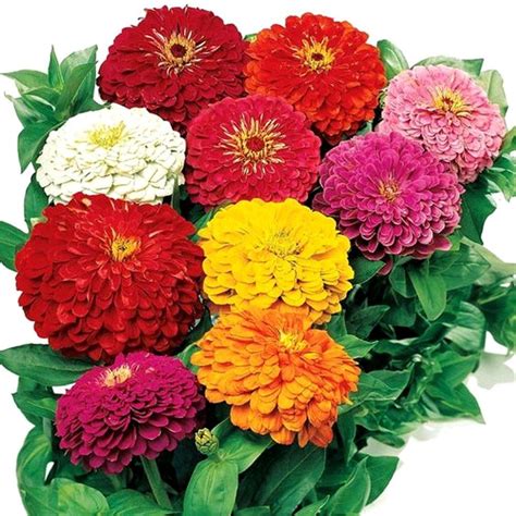 Zinnia Dwarf Mix Color Giant Double Flower 200 Seeds Flower Seeds