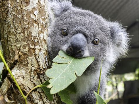 Koalas Could Be Extinct Within 30 Years Could The Blue Mountains Hold