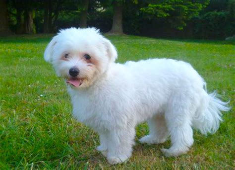 Coton De Tulear Dog Breeds Facts Advice And Pictures
