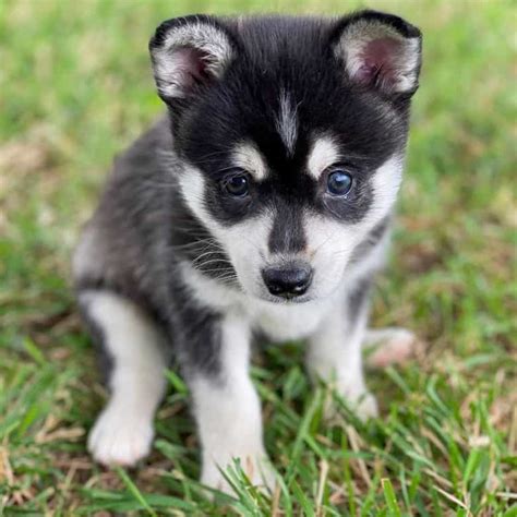 Alaskan Klee Kai Every Pet Owners Guide To Raising A Mini Husky K9 Web