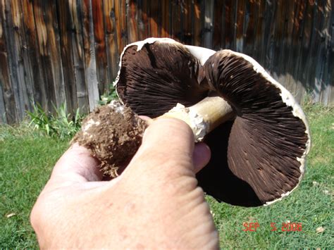 Colorado Mushrooms All Mushroom Info