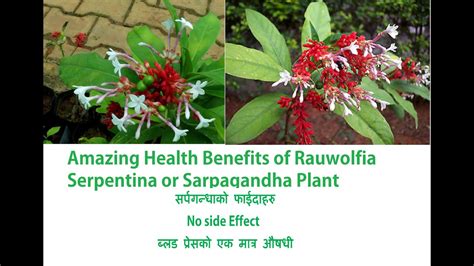 Health Benefits Of Rauvolfia Serpentina Or Snakeroots Or Sarpagandha