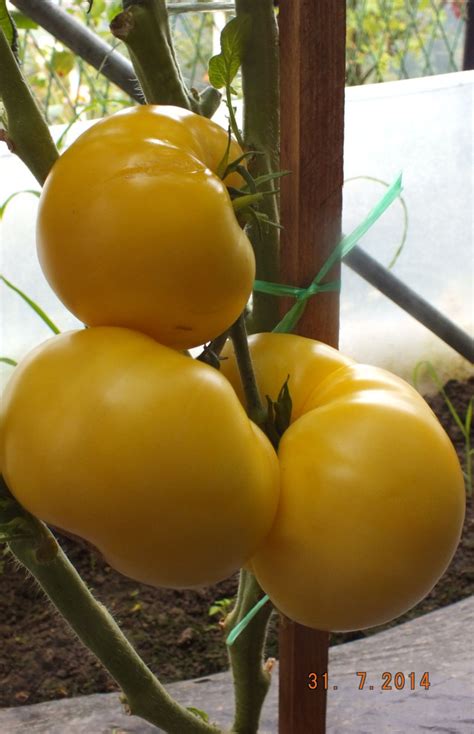 Yellow Tomatoes Sweet Sue Dwarf Project Tomato