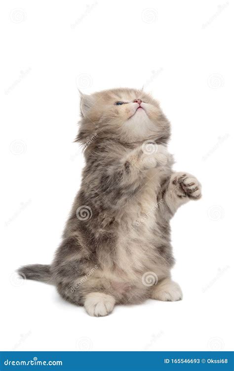 Funny Grey Kitten Of British Breed Stock Image Image Of Portrait