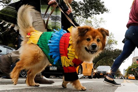 Its Howl O Ween Dogs Of New York Flaunt Costumes In 26th Annual