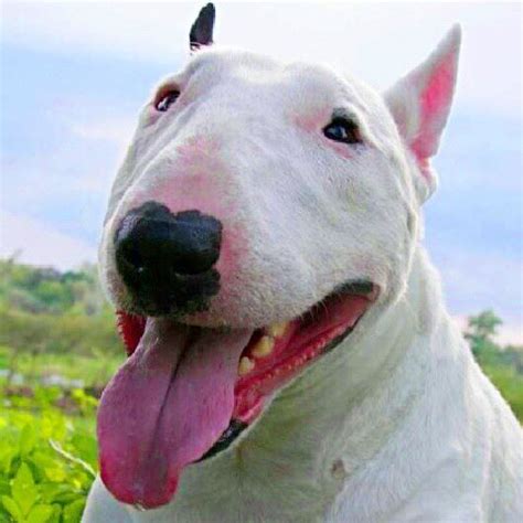 Beautiful Happy Bullie English Bull Terriers Bull Terrier Best