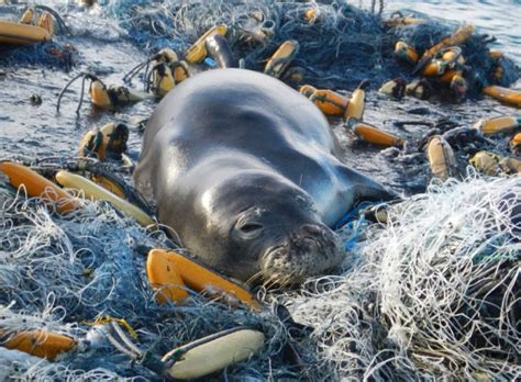Heartbreaking Images That Show The Impact Of Plastic On Animals In The