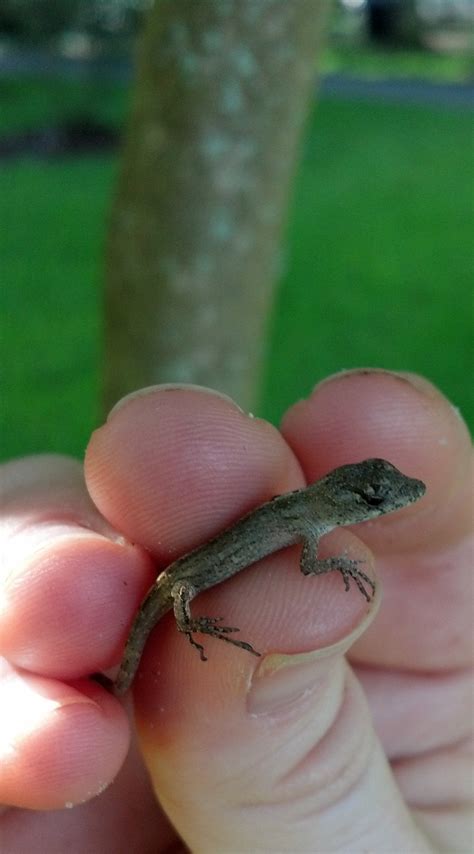 Invasive Anole Research In Florida Anole Annals