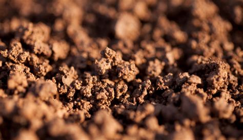 How To Improve Clay Soil In Your Yard Or Garden Backyard Boss