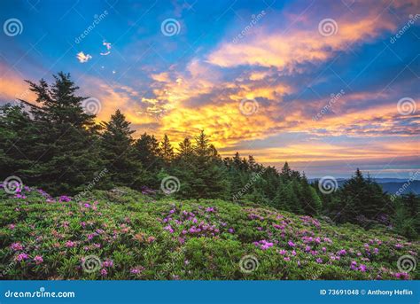 Roan Mountain Sunset Royalty Free Stock Image 41884756