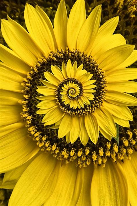 Spiral Sunflower By Ogphoto On Crated En 2023 Fotografía De Girasol