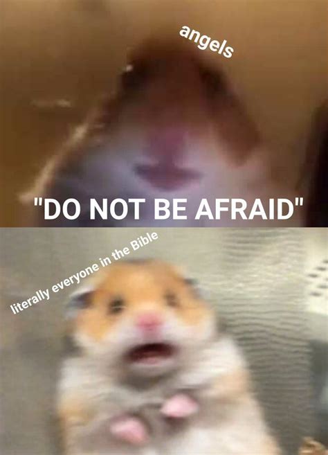 Do Not Be Afraid Dankchristianmemes Funny Hamsters
