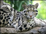 Studying Taiwan: 雲豹 - 從動物王國上消失的傳奇 "The Clouded Leopard - From the ...