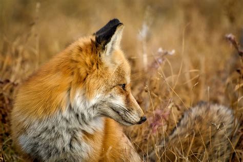 Fox Wildlife Animal Free Photo On Pixabay Лисица Млекопитающие