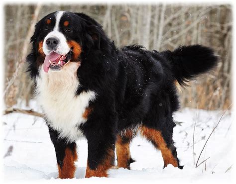 Bernese Mountain Dog Read About Characteristics